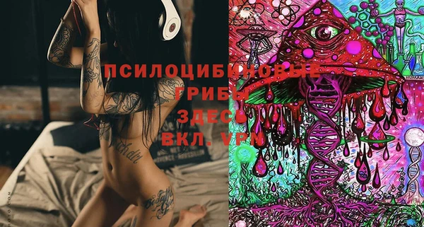 прущие грибы Дмитровск