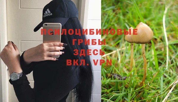 прущие грибы Дмитровск